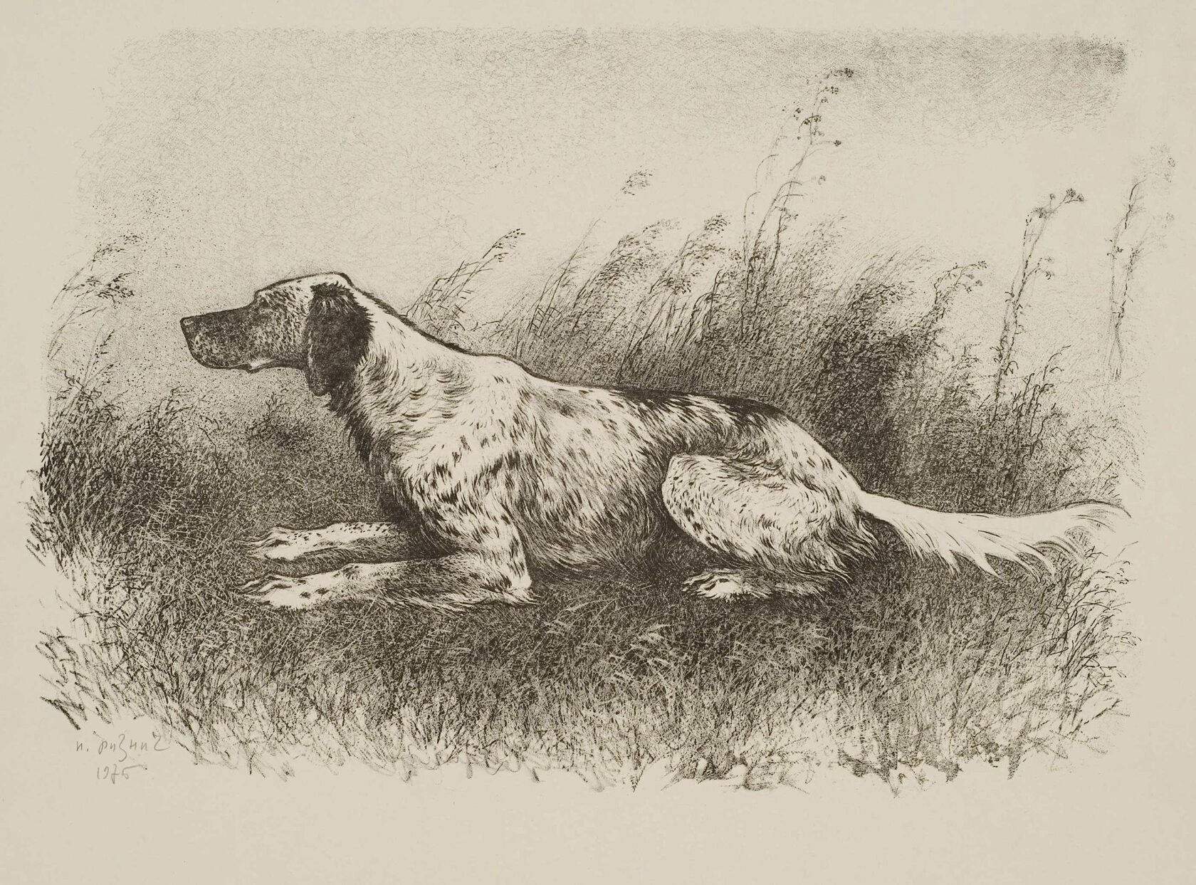 Ризнич И.И. Сеттер пятнистый. 1975