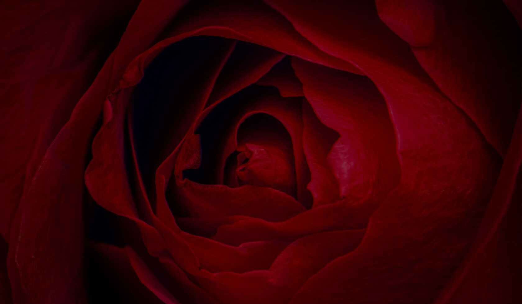 Розы Белогорья