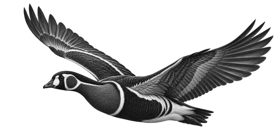 Краснозобая казарка — Branta ruficollis