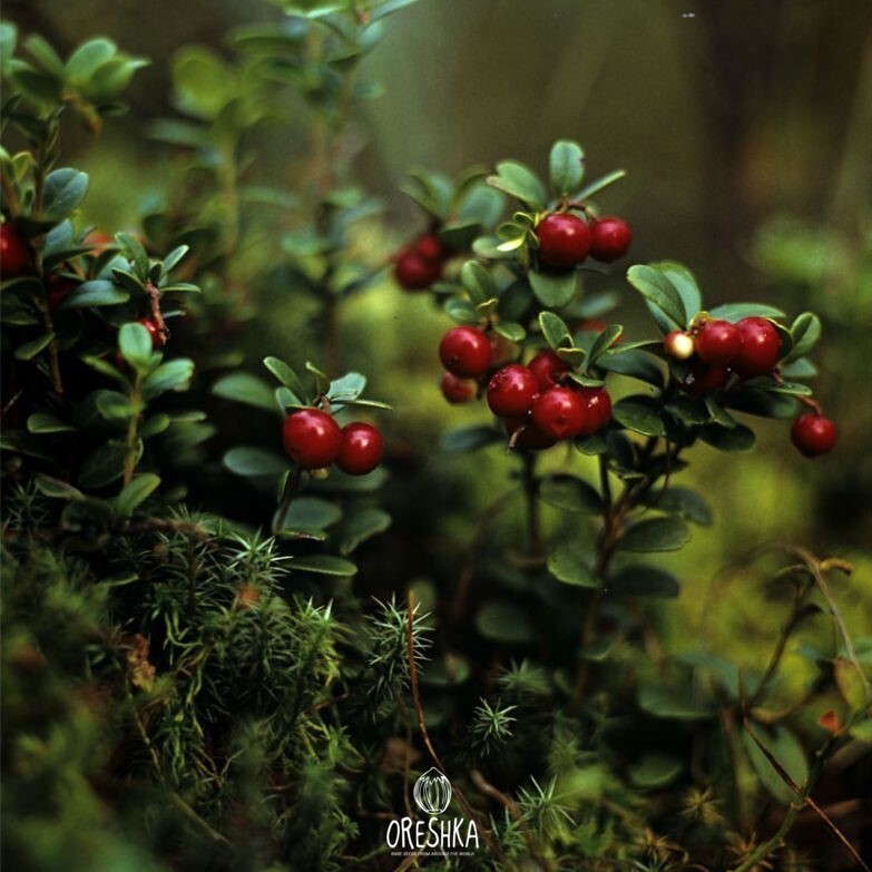 Lingonberry plant ground cover forest floor Scandinavia