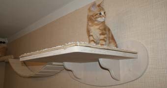 когтеточки комплексы