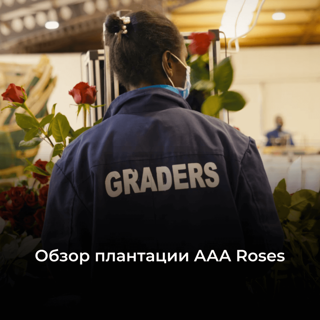 Плантация AAA Roses из Кении: обзор крупного производителя цветов