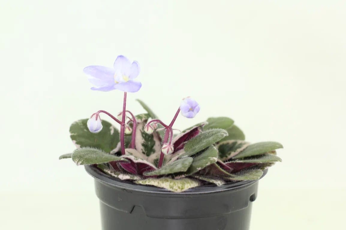 Сенполия / Фиалка мини Н - Голубое Солнышко