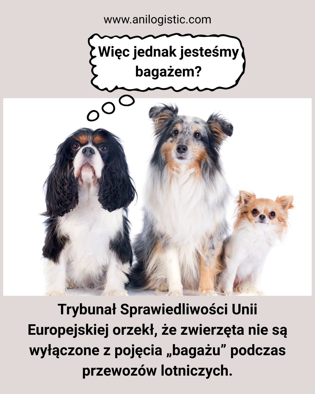 Orzeczenie TSUE w sprawie zaginionego psa z rejsu Iberia