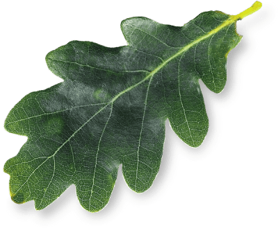 Лист дуба