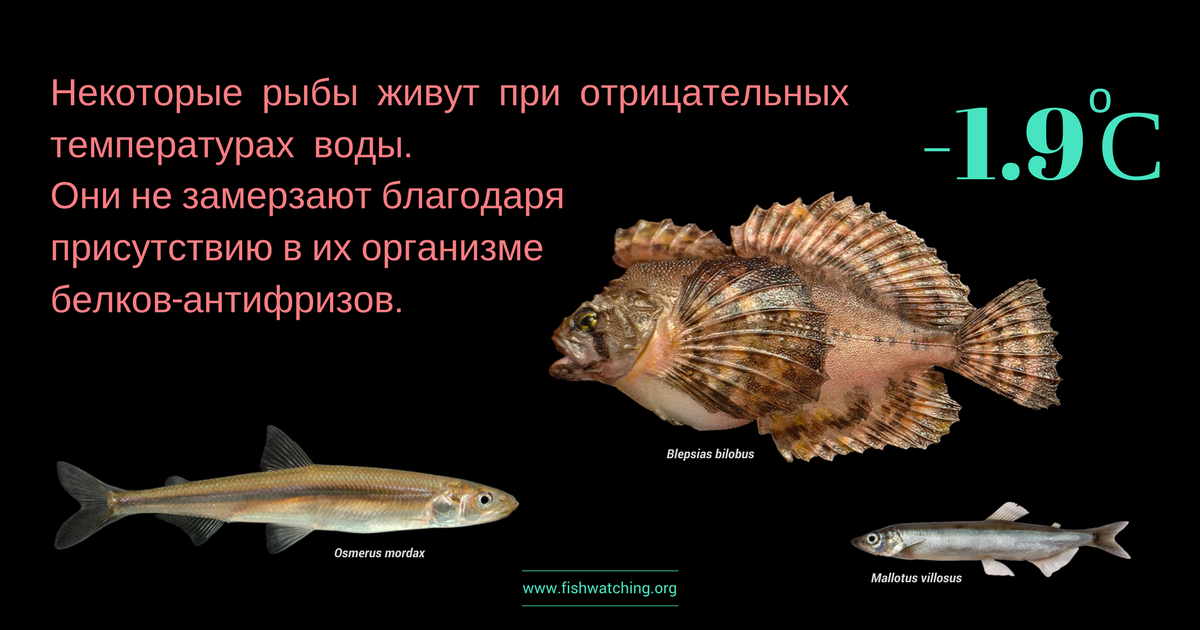 Рыба какой организм. Рыбы обитающие у поверхности. Рыбы обитающие в холодных Водах. Рыбы обитающие в толще воды. Температура рыбы.