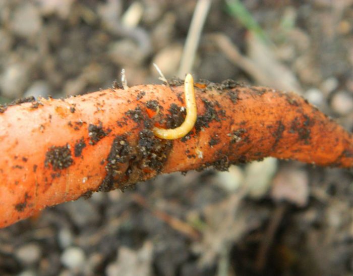 Проволочник в моркови