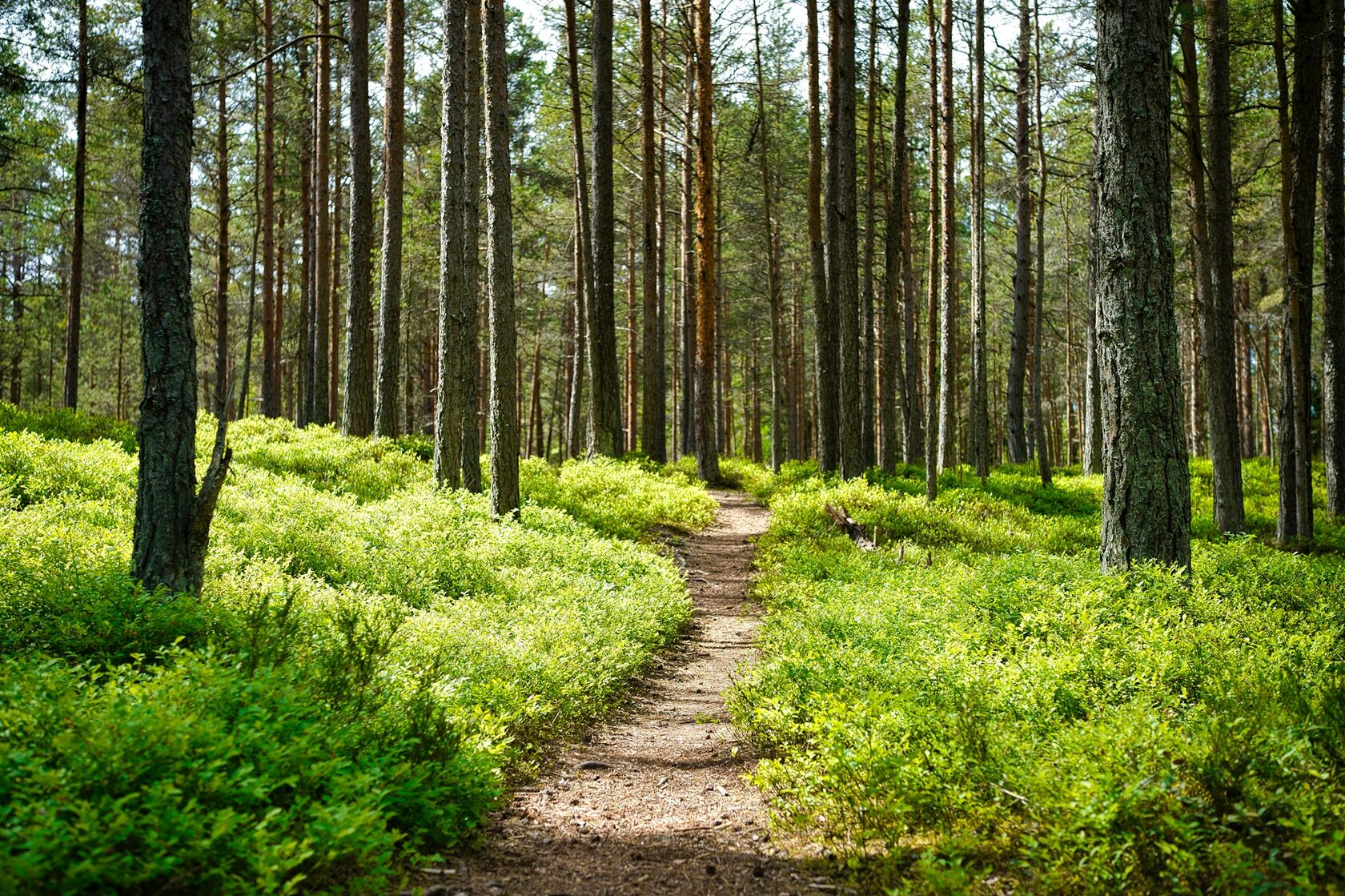 Nature forest path