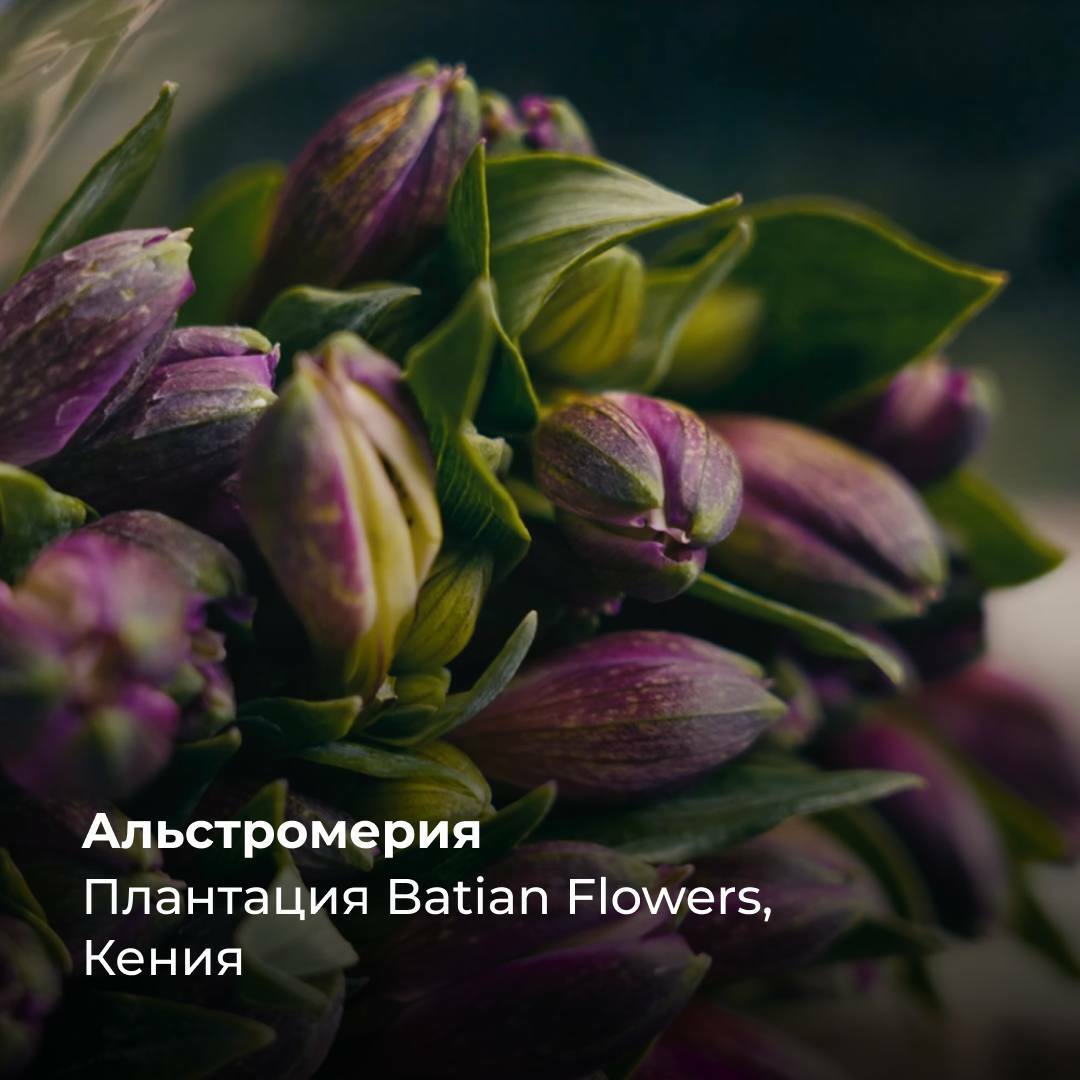 Альстромерия от кенийской плантации «Batian Flowers»