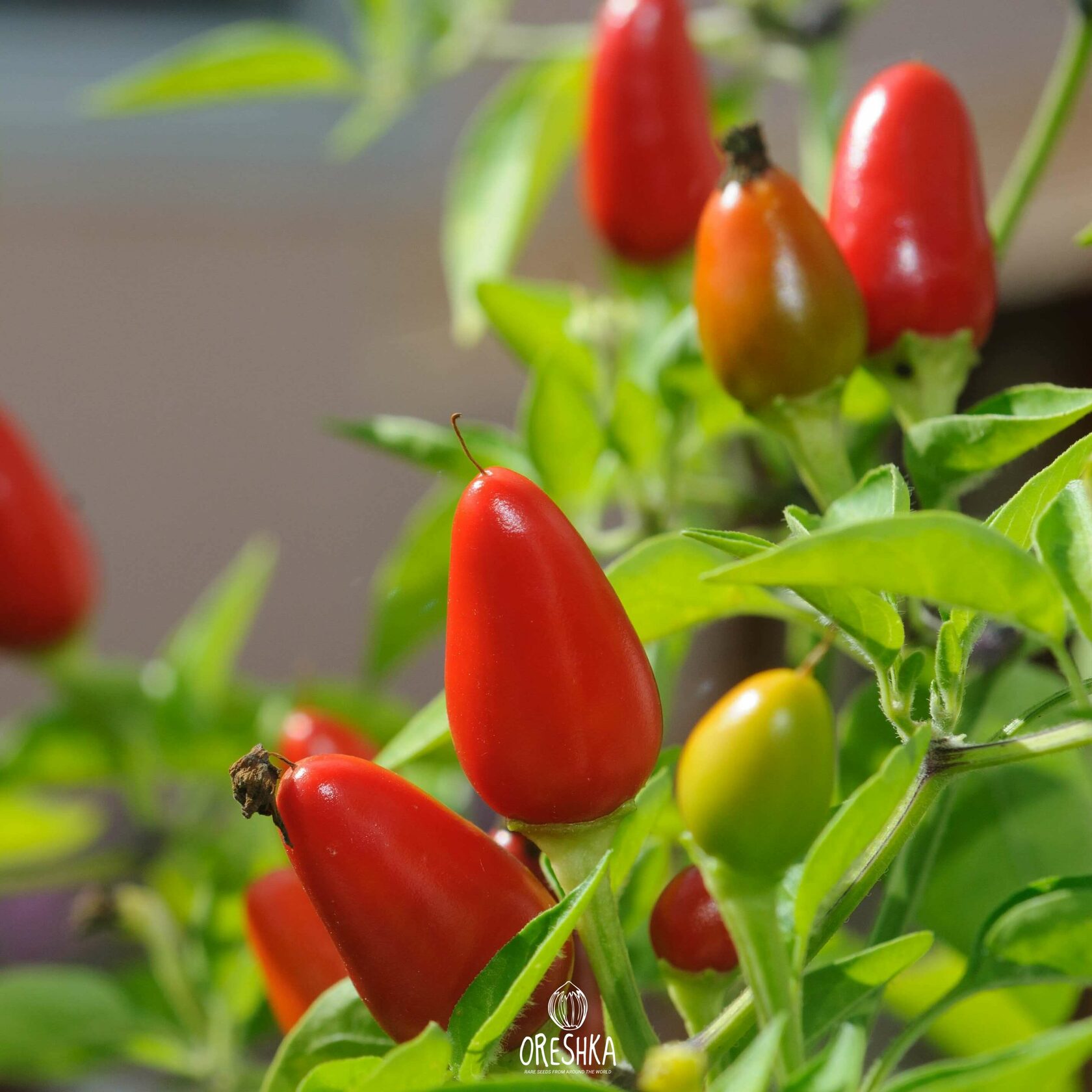 Острый перец aji cereza. Орешка перец отзывы. Habanero may red. Семена перец острый астраханский. Перец пеперончино.