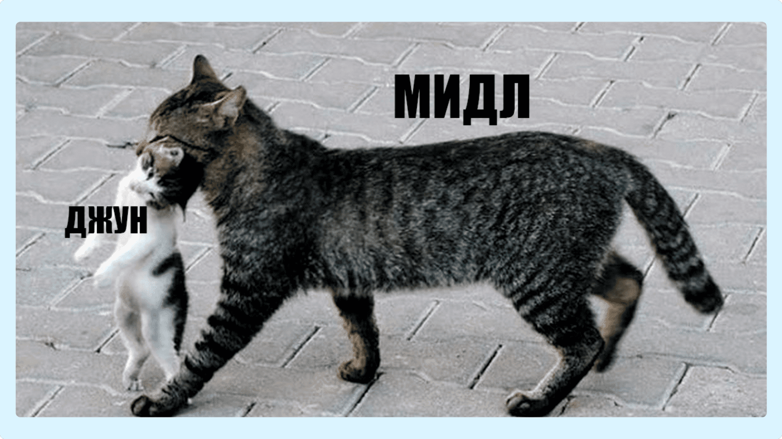 Мем про джунов и мидлов