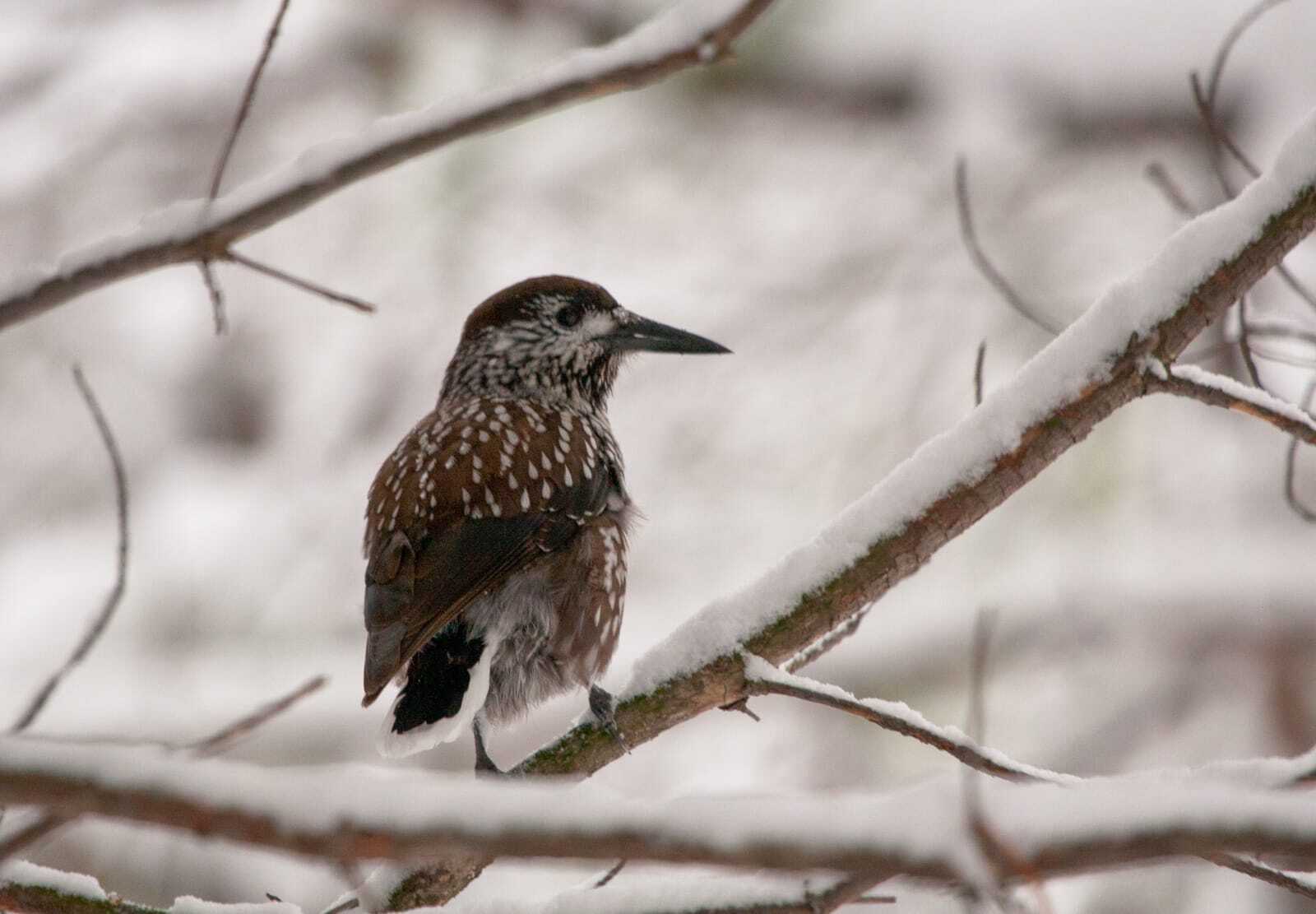 птицы Байкальского заповедника