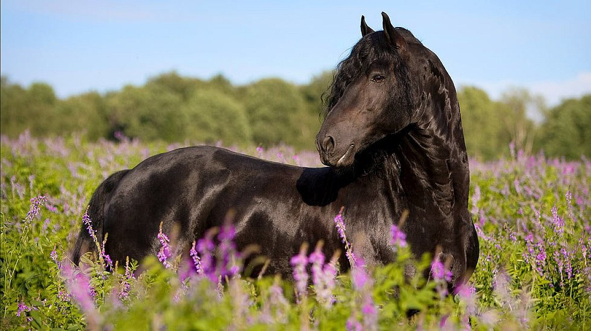 Spring horse. Фриз Фризская лошадь. Лошадь в цветах. Черный конь в поле.