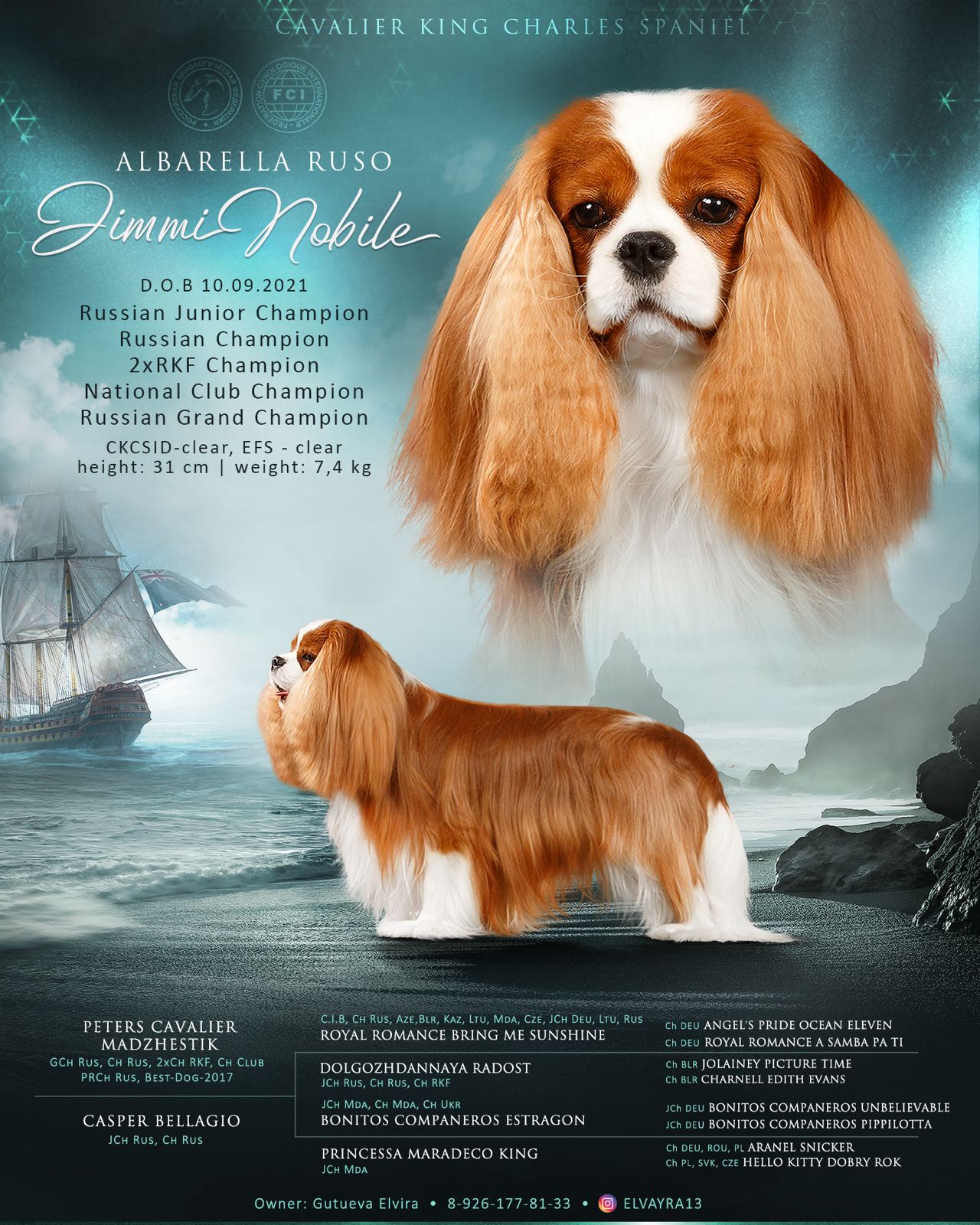 Cavalier King Charles Spaniel вязки | Russia | www.cavalierking.ru