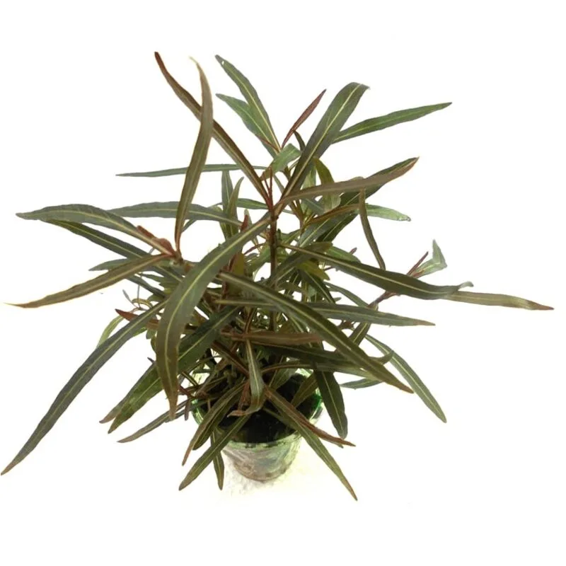 Гигрофила Арагвая