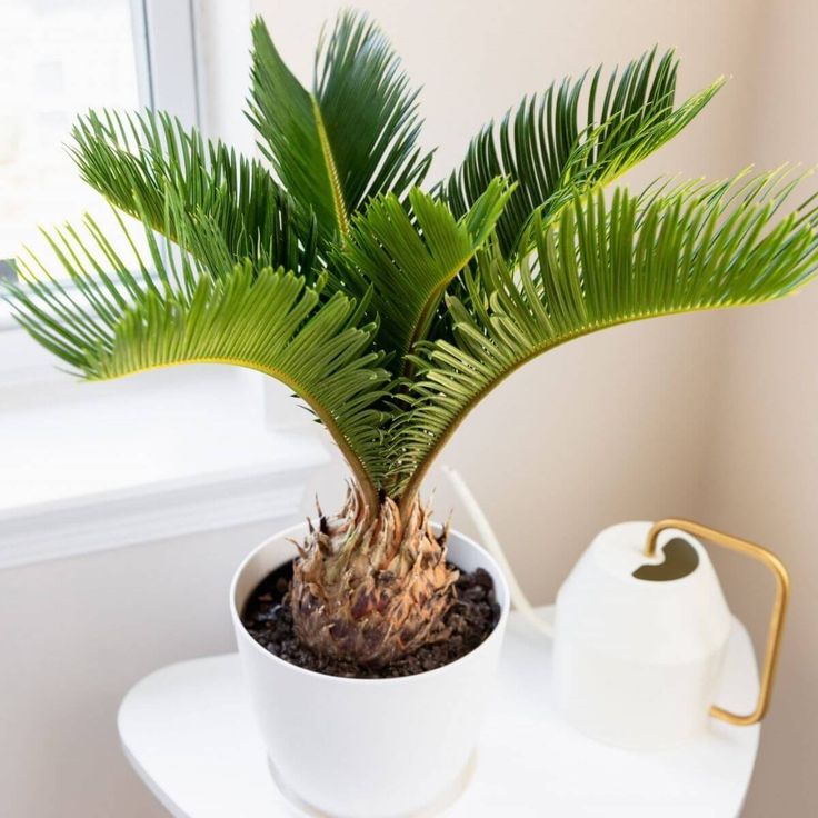 Potted plant on wooden shelf