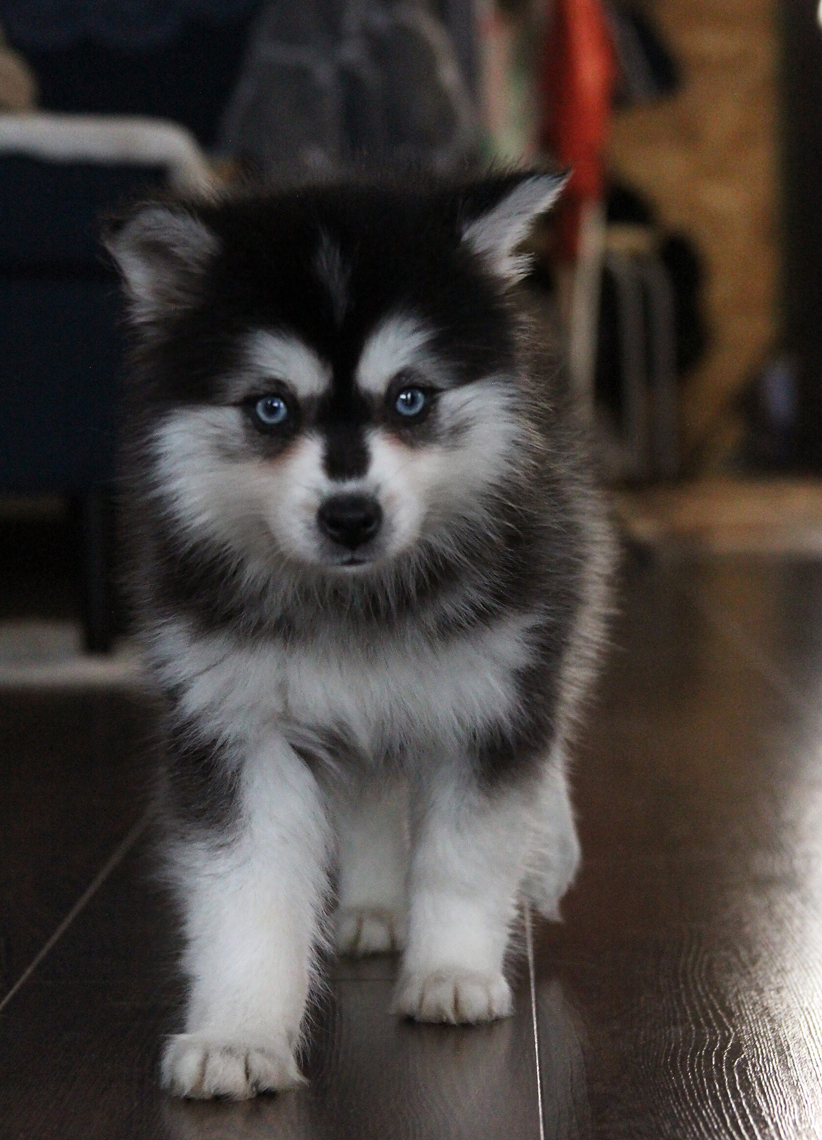 щенок кли кай мини хаски