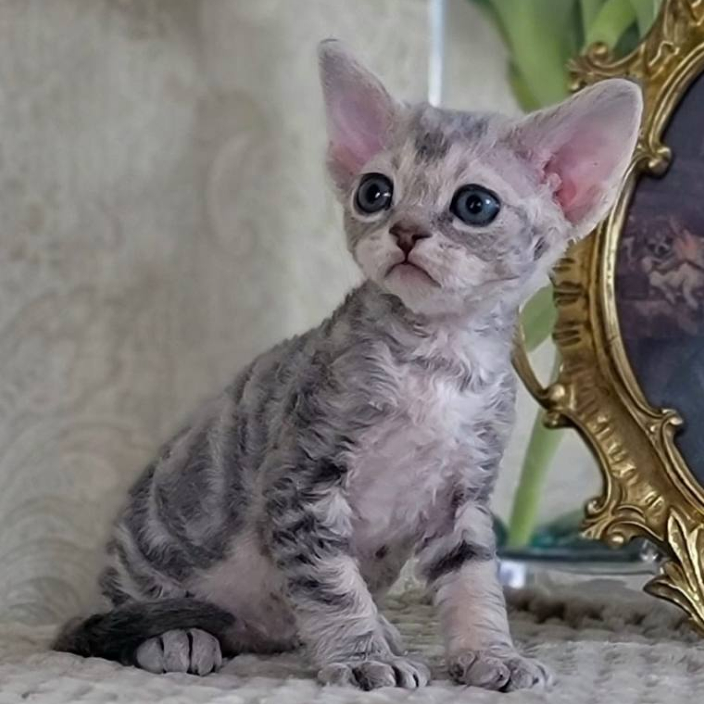 Devon-Rex