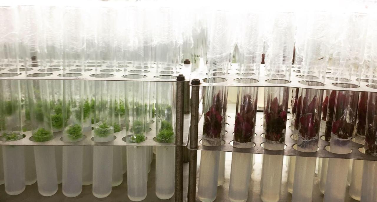 Растения, полученные путем клонального микроразмножения в компании Future Flora Lab