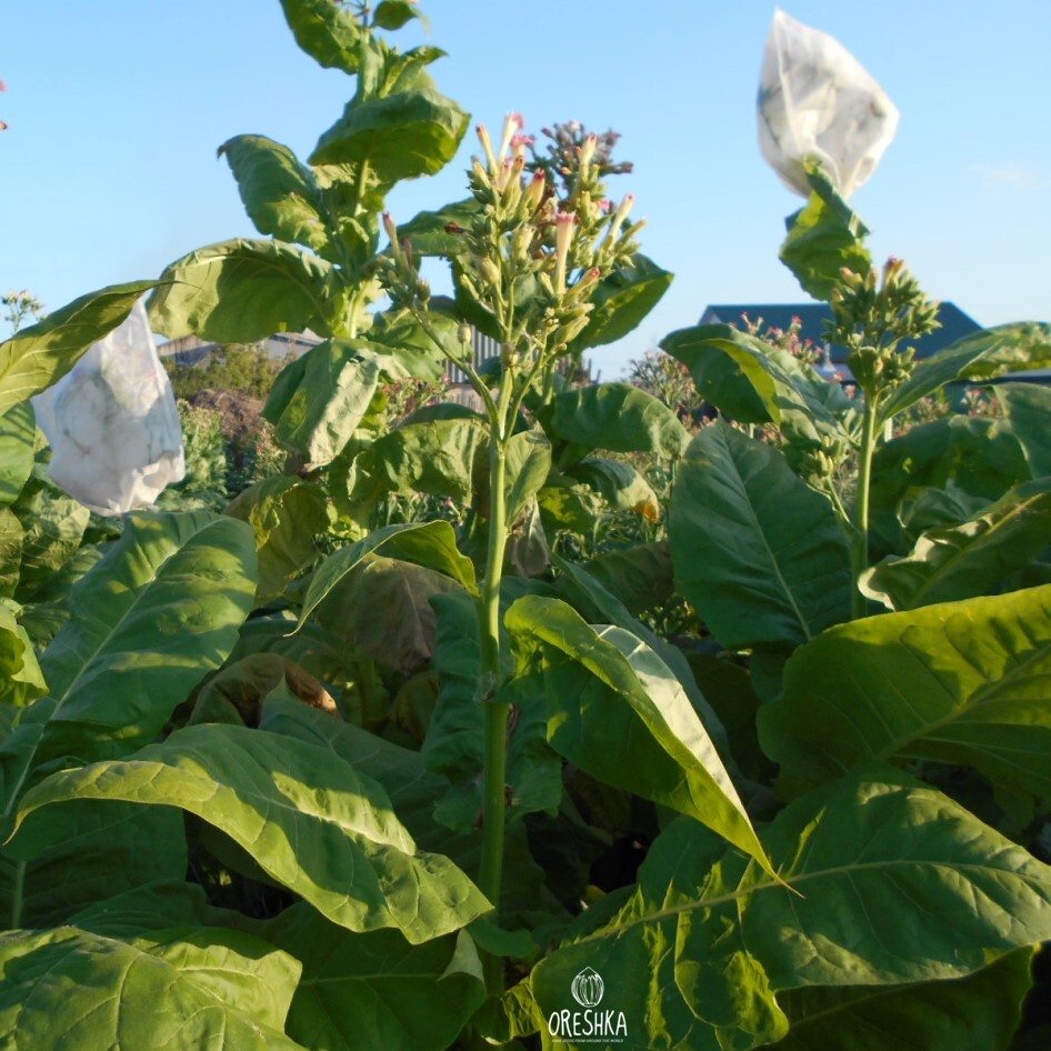 Seeds of Tobacco Yellowleaf 36 (Nicotiana tabacum) — 300 pcs