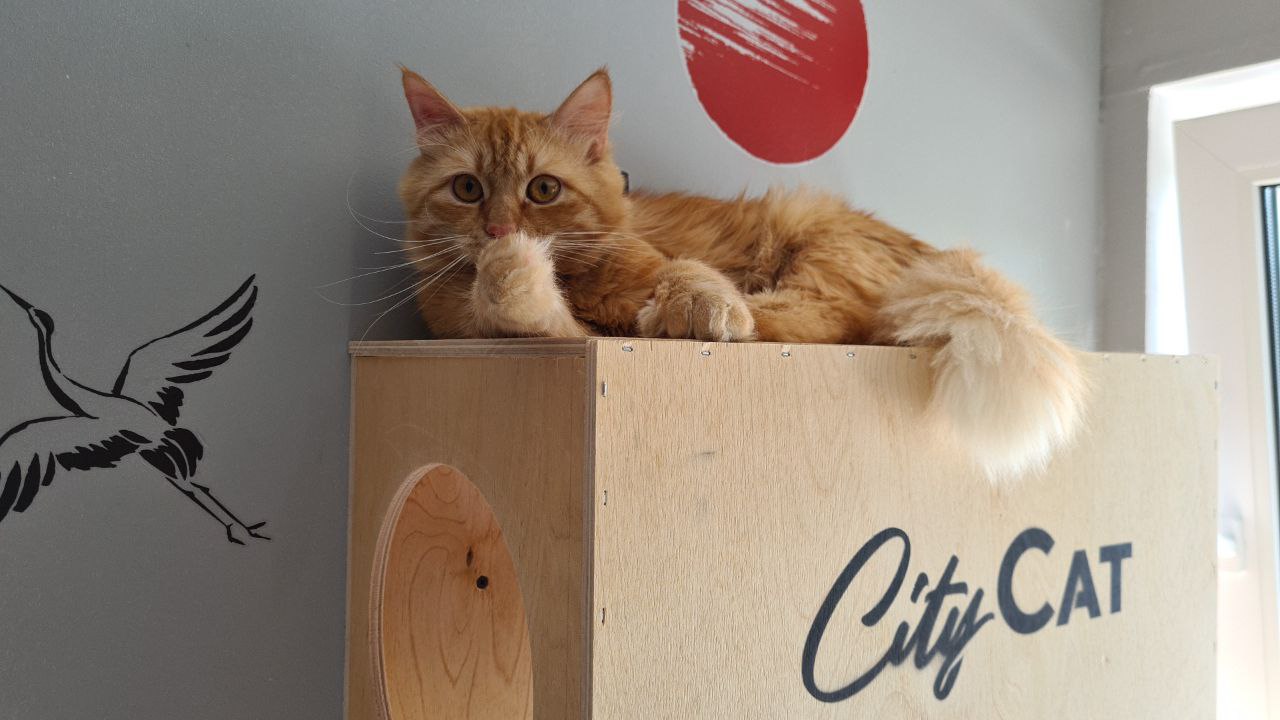 15 лучших зоогостиниц Санкт-Петербурга: передержка на время отпуска 24 Зоогостиница Мяу Сити в Белоострове — номер с окном для кошек