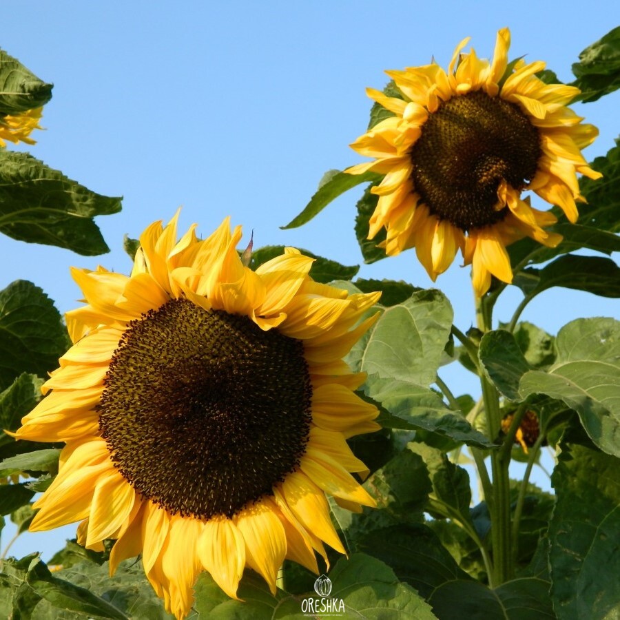 Seeds of organic Helianthus - Grow vibrant Sunflowers - 300 pcs