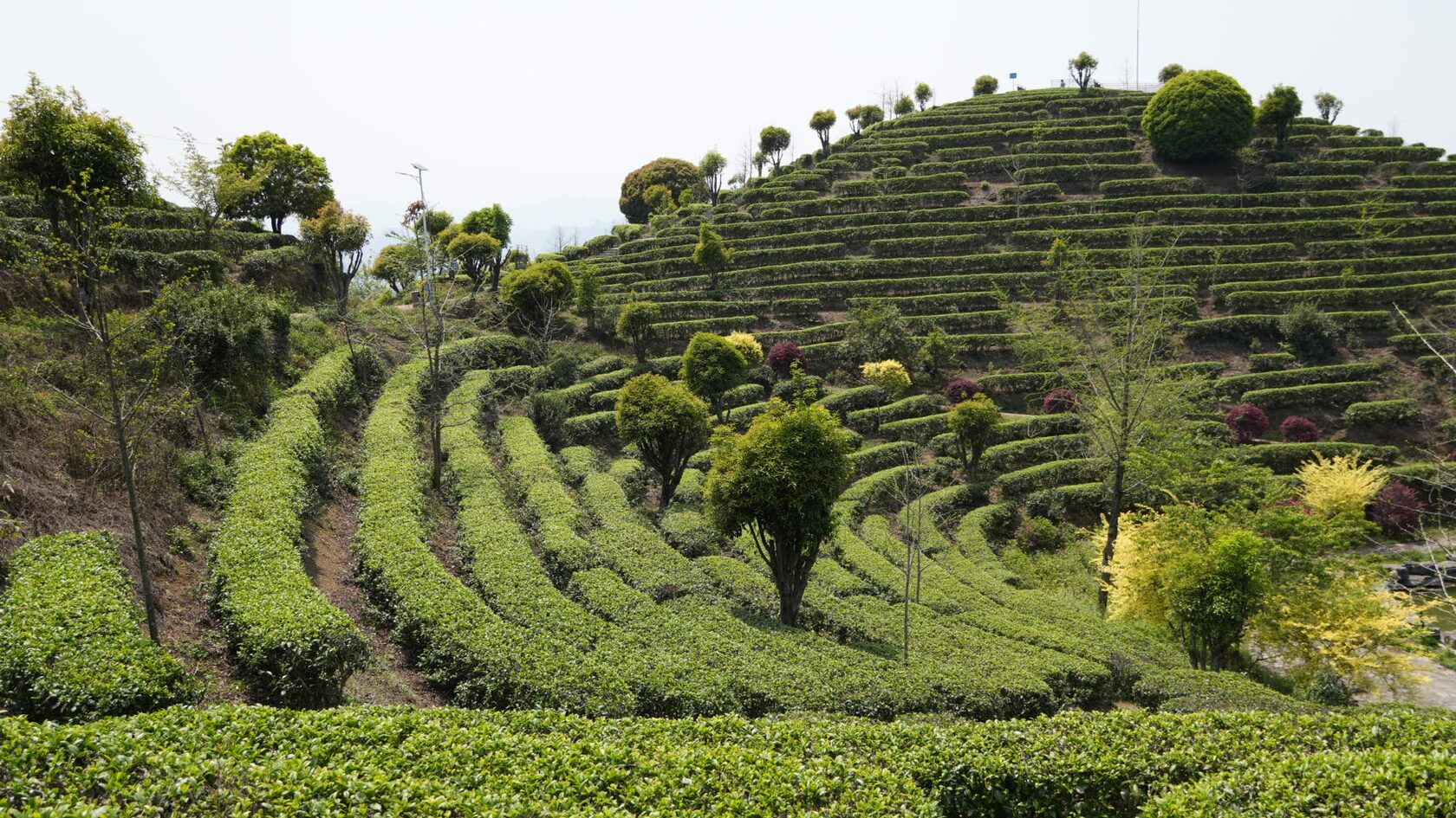 Рисовые террасы в Китае: зелёные ступенчатые поля на склоне холма, живописный сельский пейзаж