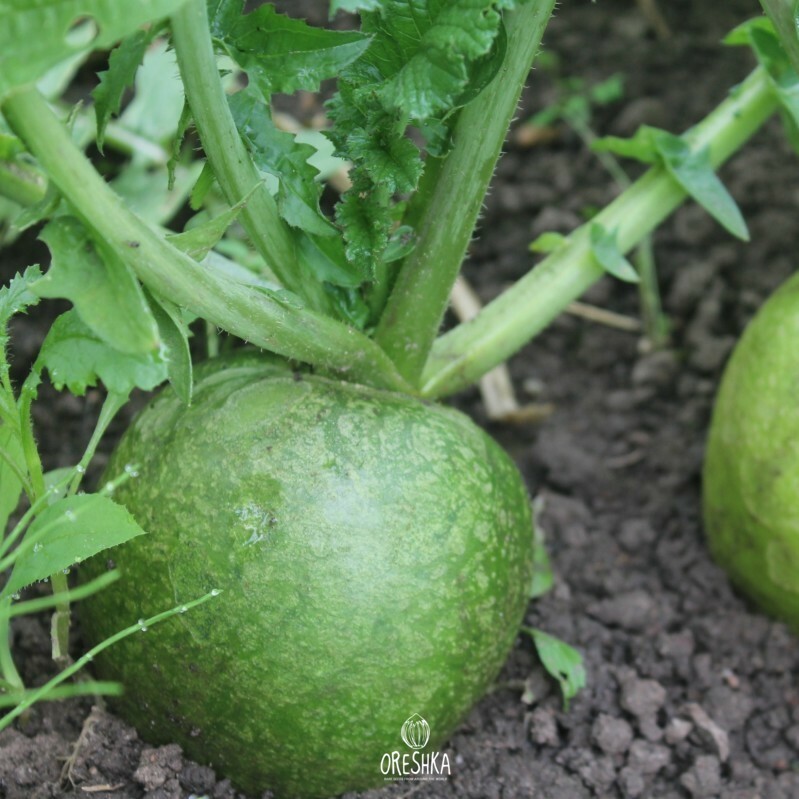 Seeds of Margelan radish (Raphanus sativus) — 50 pcs