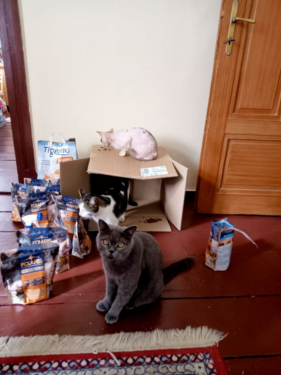 Donate food for refugee cats and dogs in Prague