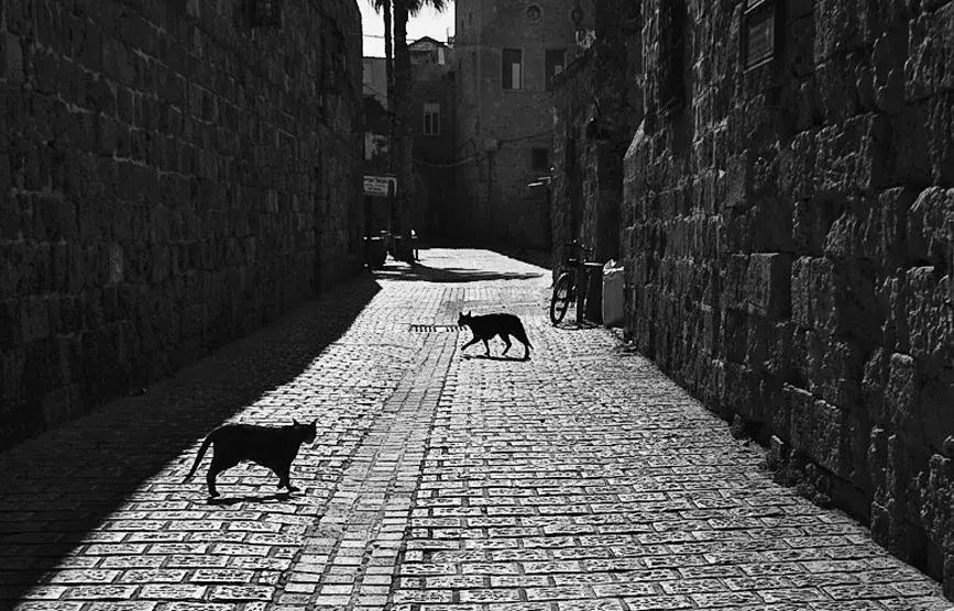 Черный кот идет по темной городской улице, символ преодоления суеверий о черных кошках.