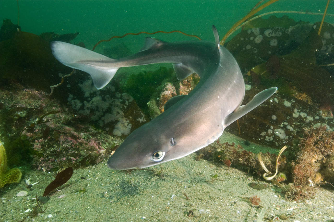 Рыбы Черного моря: виды, особенности обитания, размножение