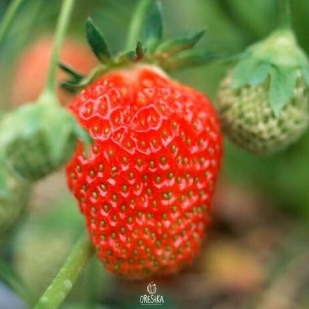 Seeds of Garden strawberry (Fragária × ananássa) — 20 pcs