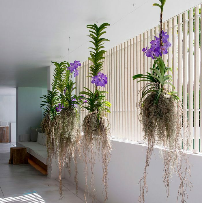 Орхидея Ванда - уход в домашних условиях, температура, полив, болезни