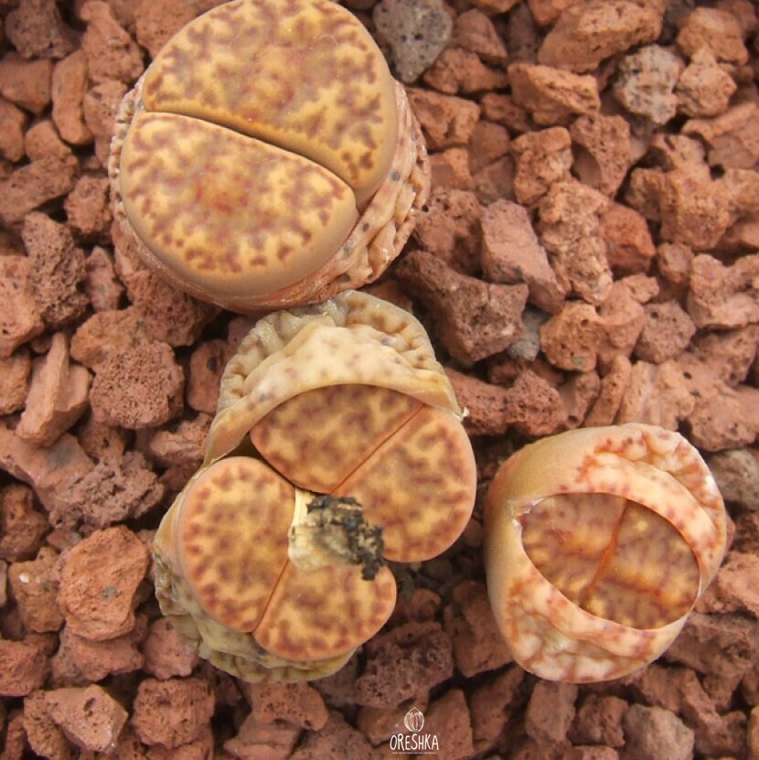 Seeds of Succulent Lithops Bromfieldii C279 (Lithops Bromfieldii C279) — 10 pcs