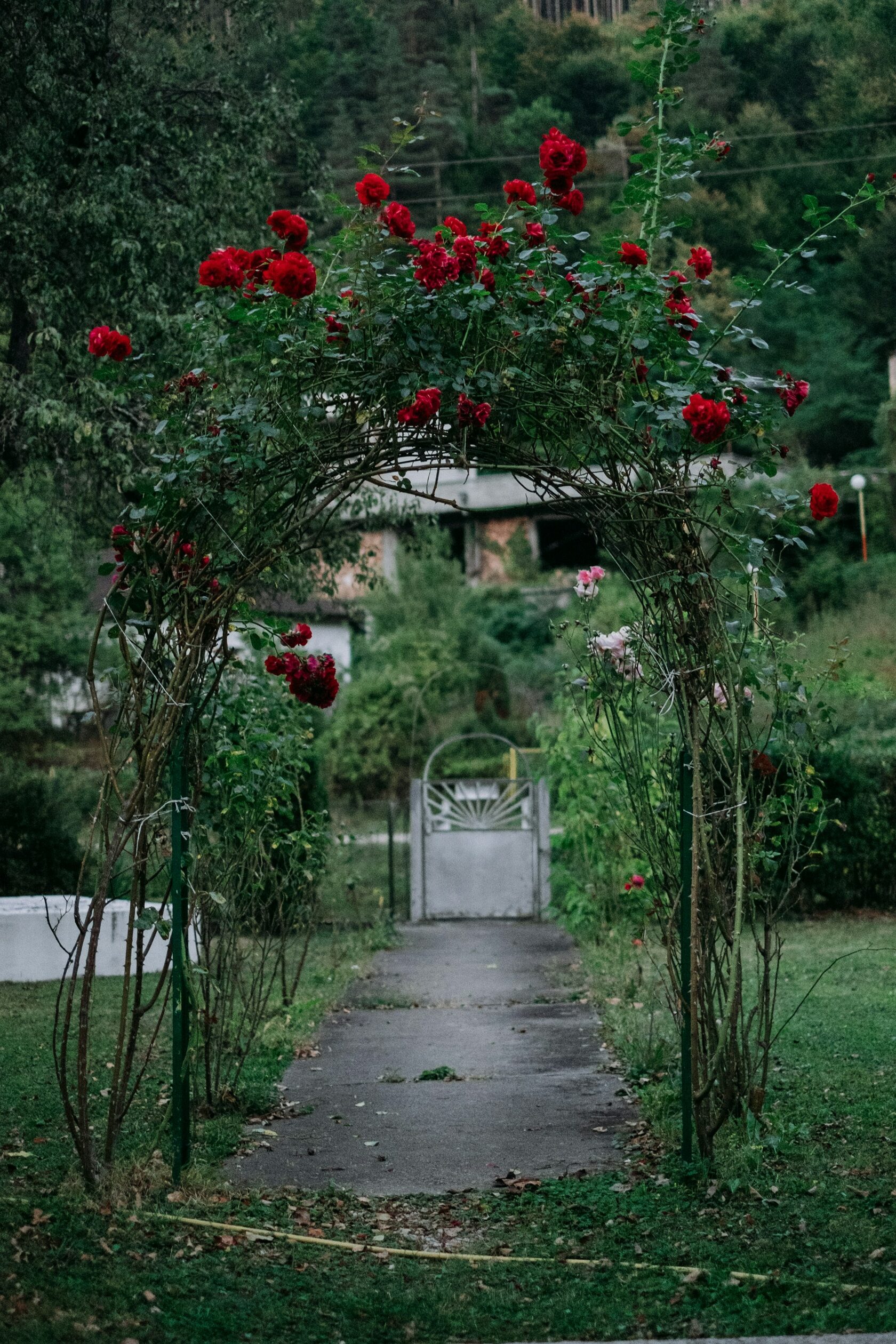 пергола шпалера