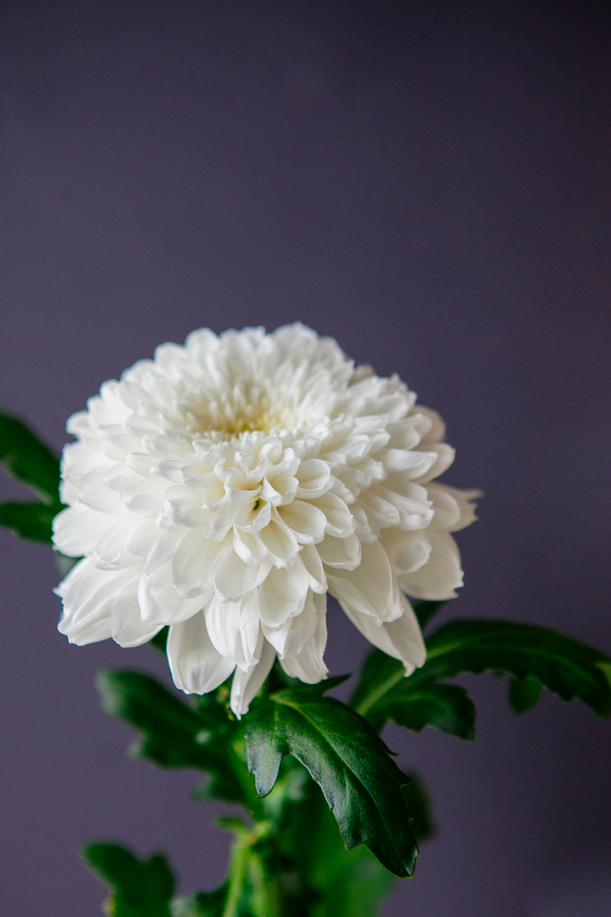 Хризантема милка фото