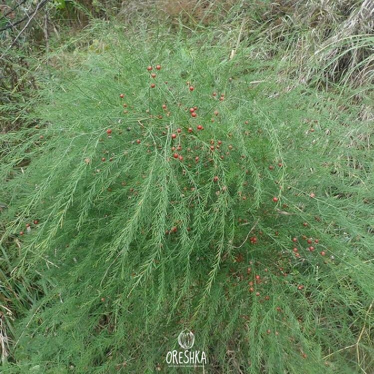 Seeds of sparrow grass (Asparagus officinalis) — 10 pcs