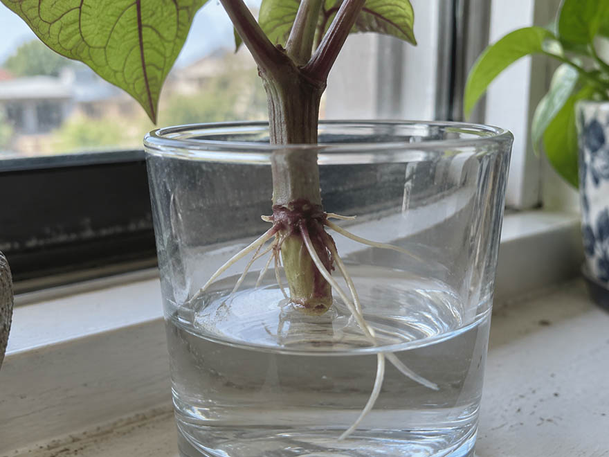 Close-up of white roots forming on a sweet potato slip in water