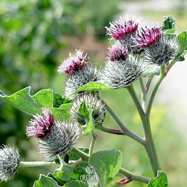Seeds of burdock - 50 pcs