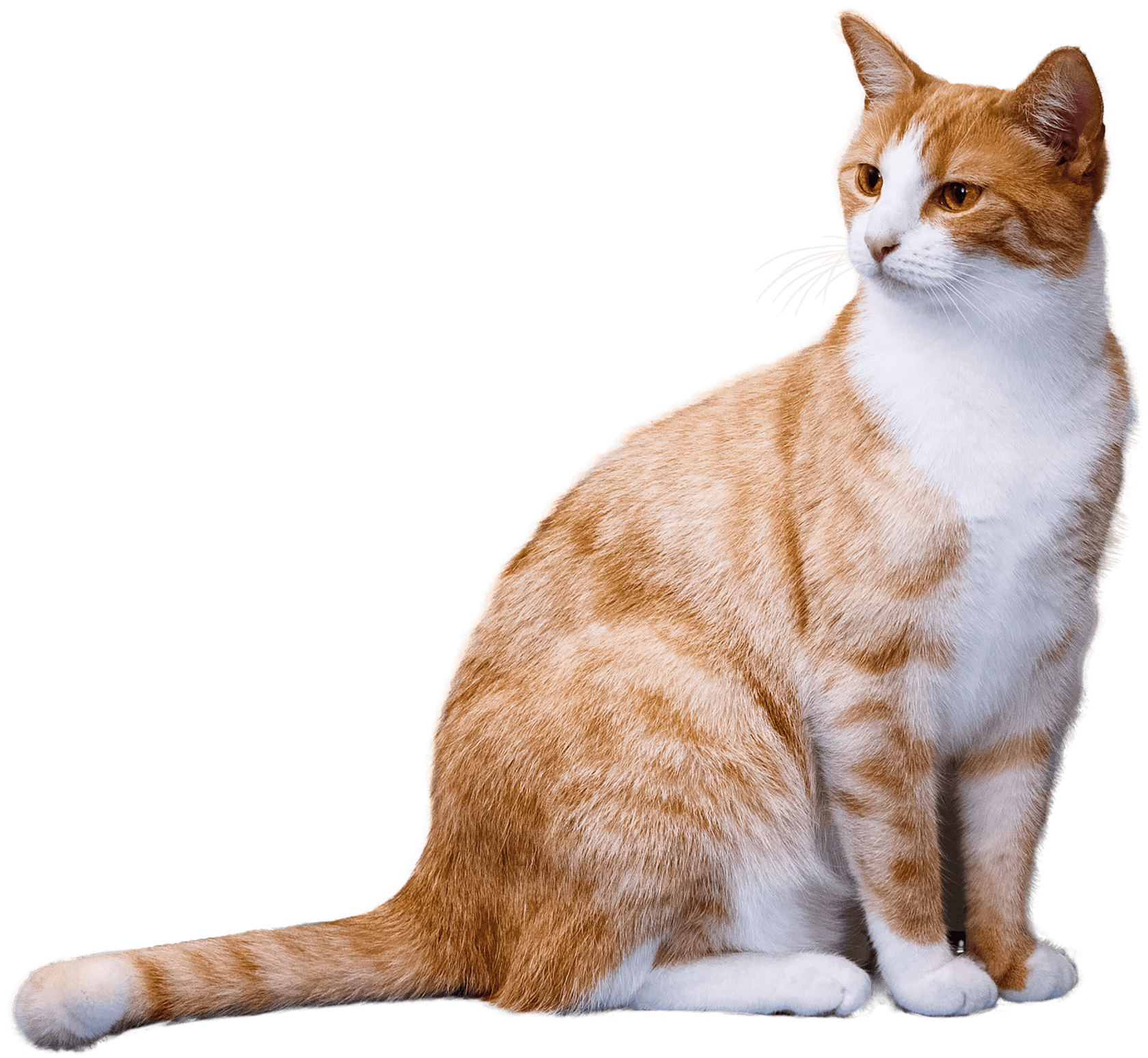 рыжий кот смотрит в сторону