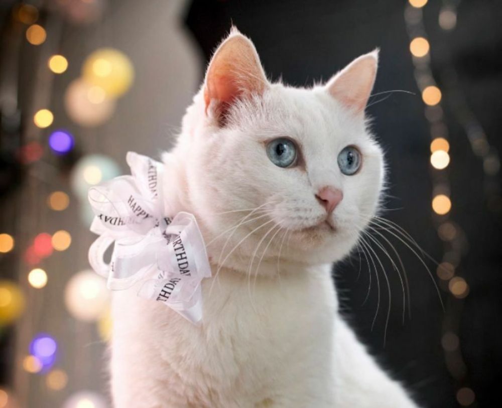 Белый кот