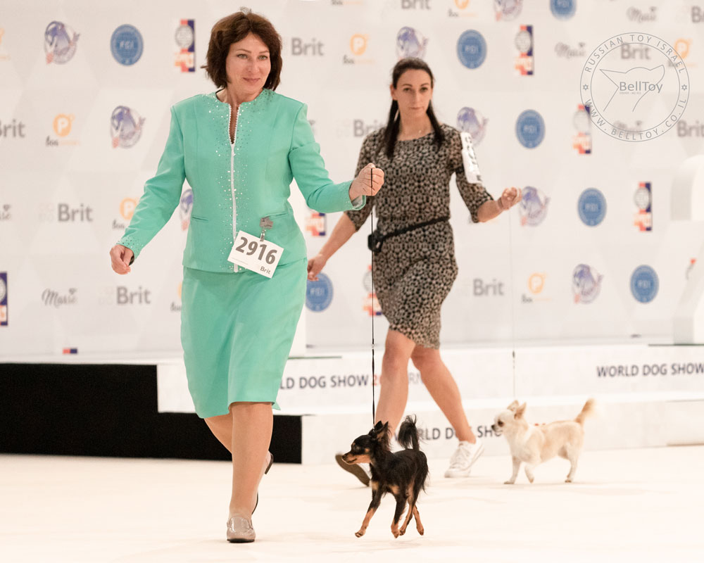 Выставка собак - собака их питомника Belltoy Osher Русский Той Израиль Юный Чемпион Мира