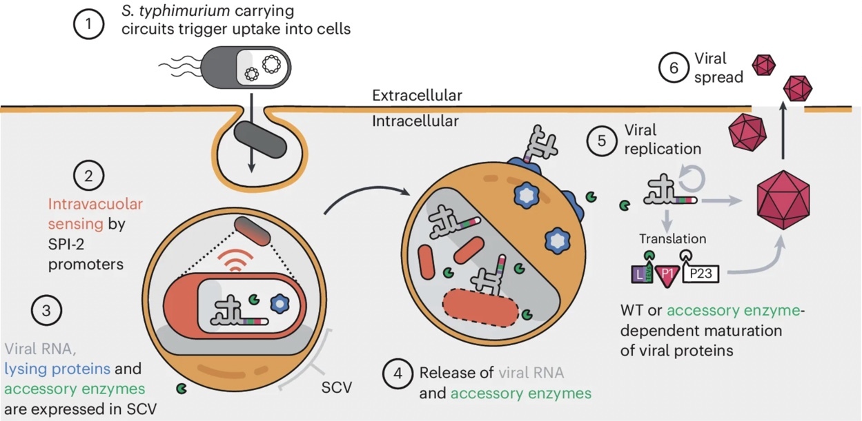 Рис (Взят из статьи):(1) Штаммы S. typhimurium, несущие синтетические цепи, проникают внутрь клеток млекопитающих посредством естественных эффекторов, закодированных на островке патогенности сальмонеллы 1 (SPI-1).  (2) Поглощённые клеткими S. typhimurium