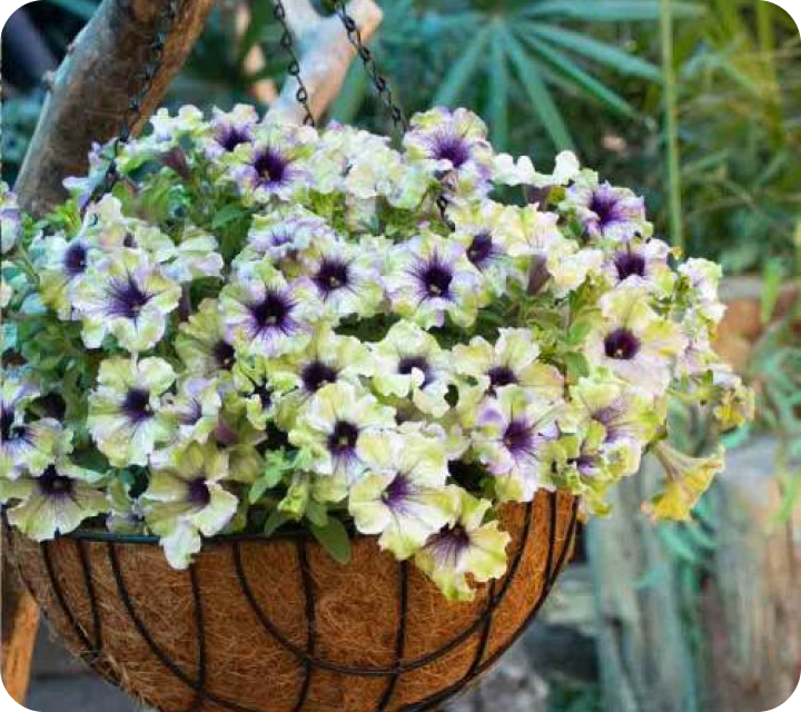 Каталог_вегетативная петуния