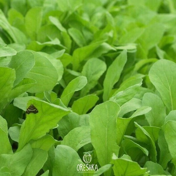 Seeds of Arugula (Eruca vesicaria ssp. Sativa) — 50 pcs