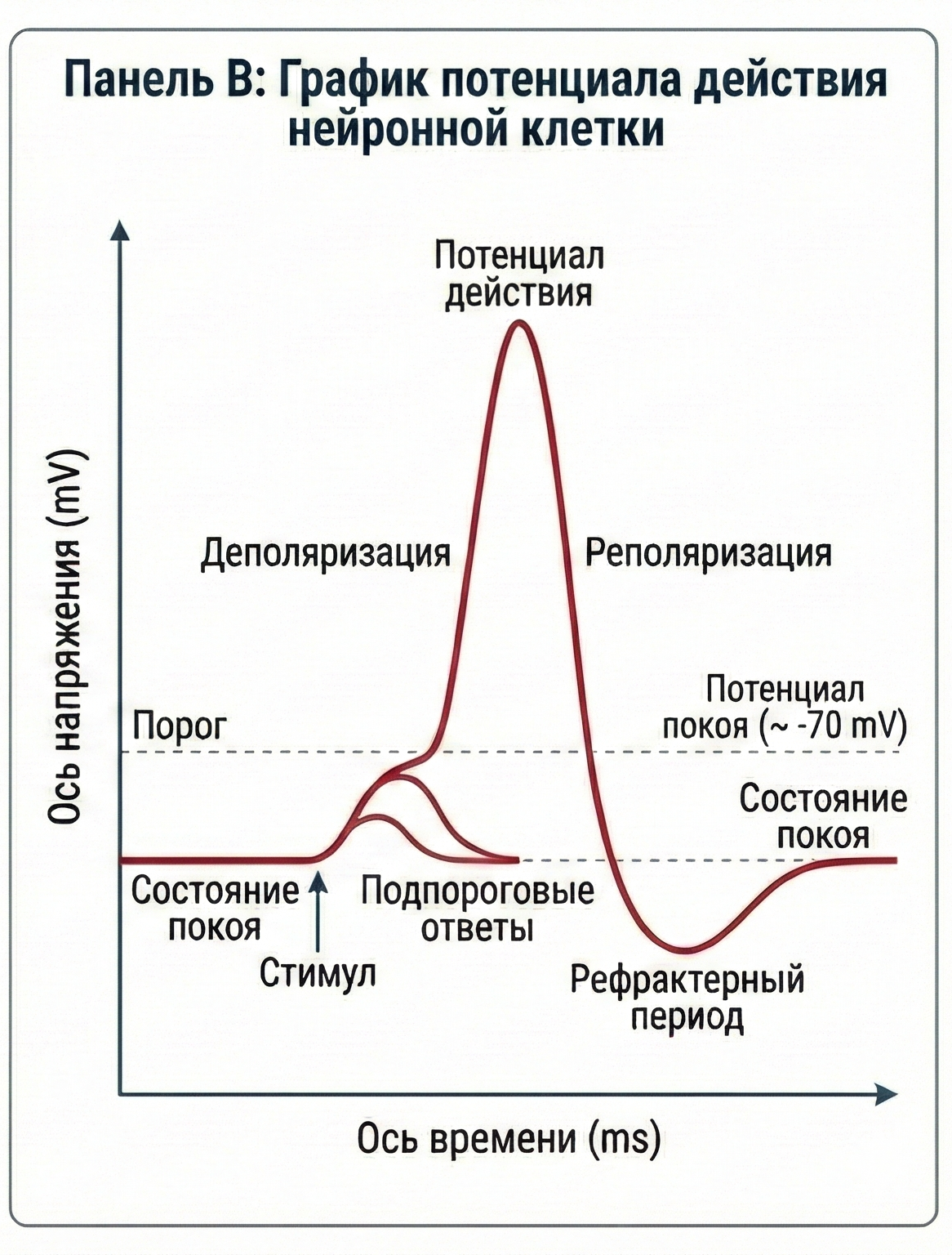 График потенциала действия нейрона