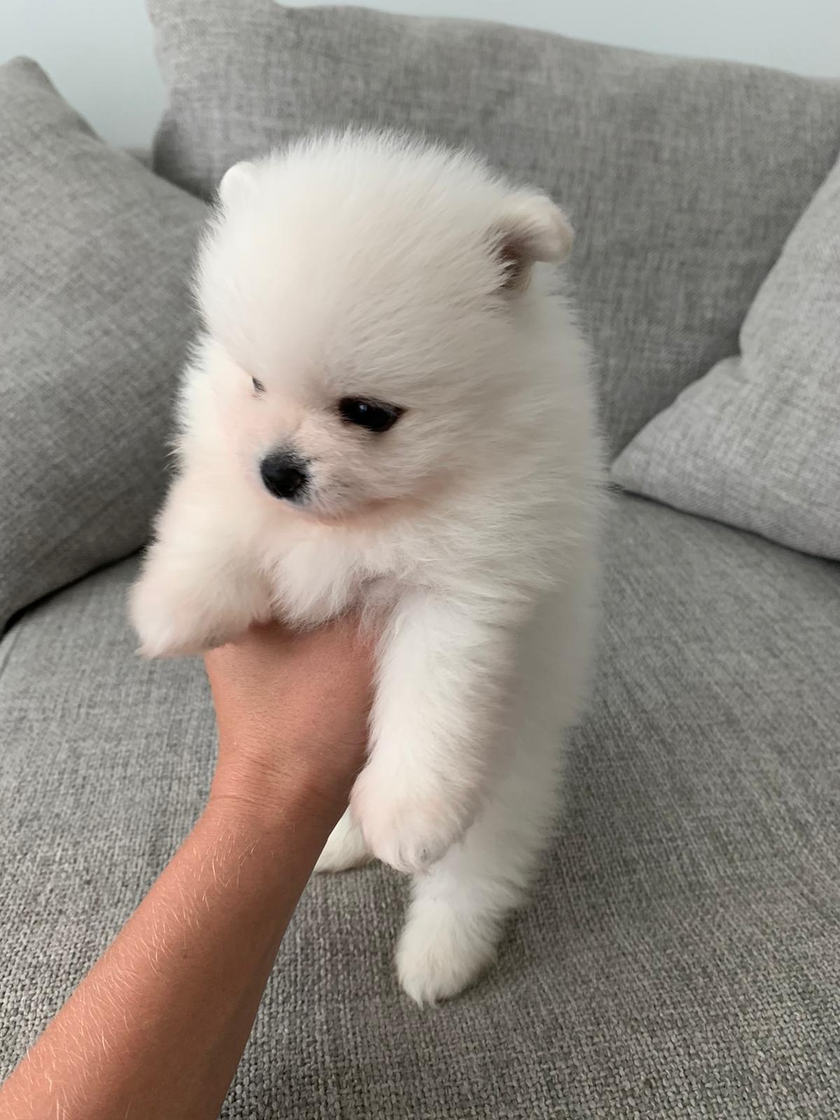 Teacup Pomeranian puppies in Miami for sale. 