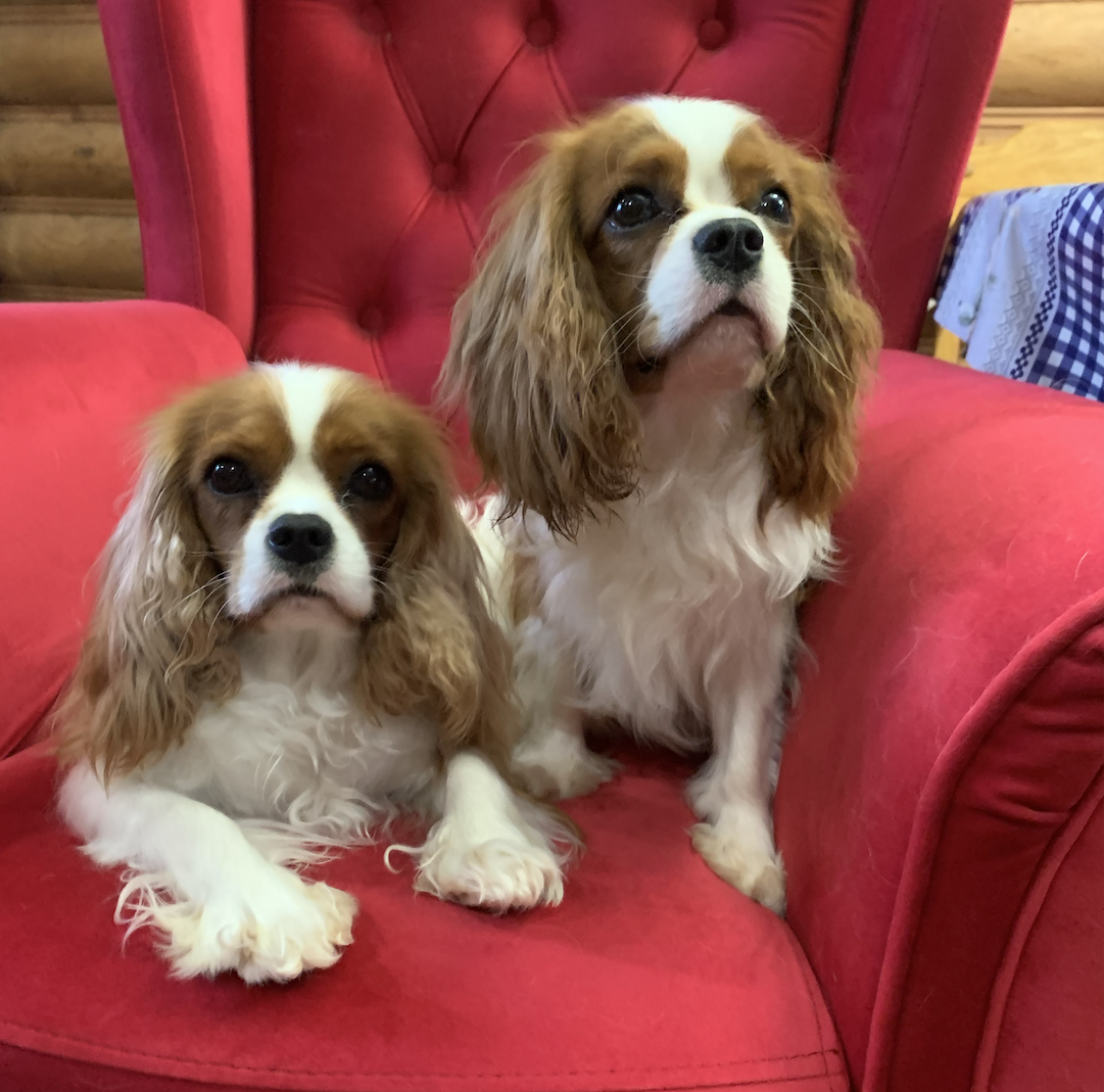 Порода кавалер кинг чарльз спаниель. Королевский кинг чарльз спаниель. Спаниель ричард чарльз кавалер кинг. Кавалеркин чарльз спаниель. Сайт кавалер.