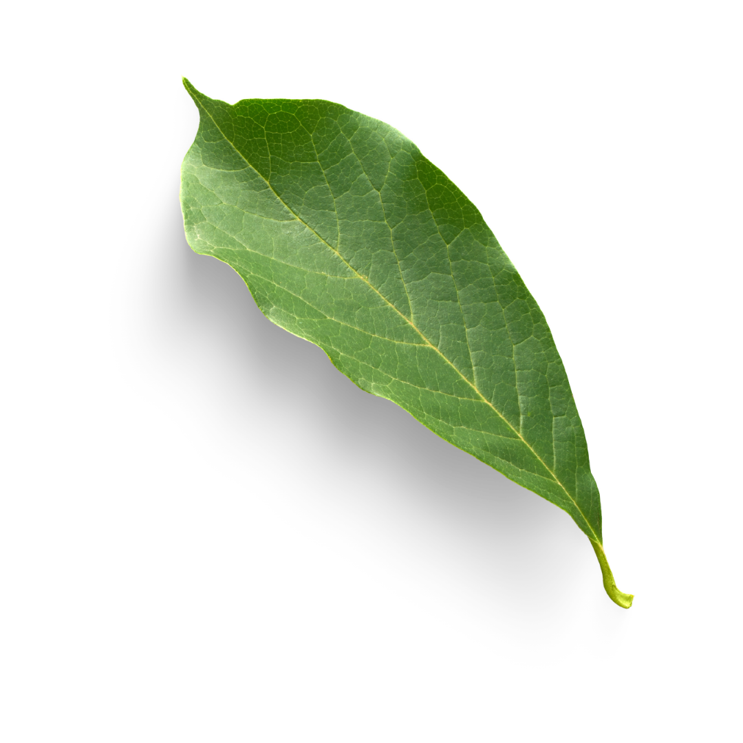 лицензия на образовательную деятельность