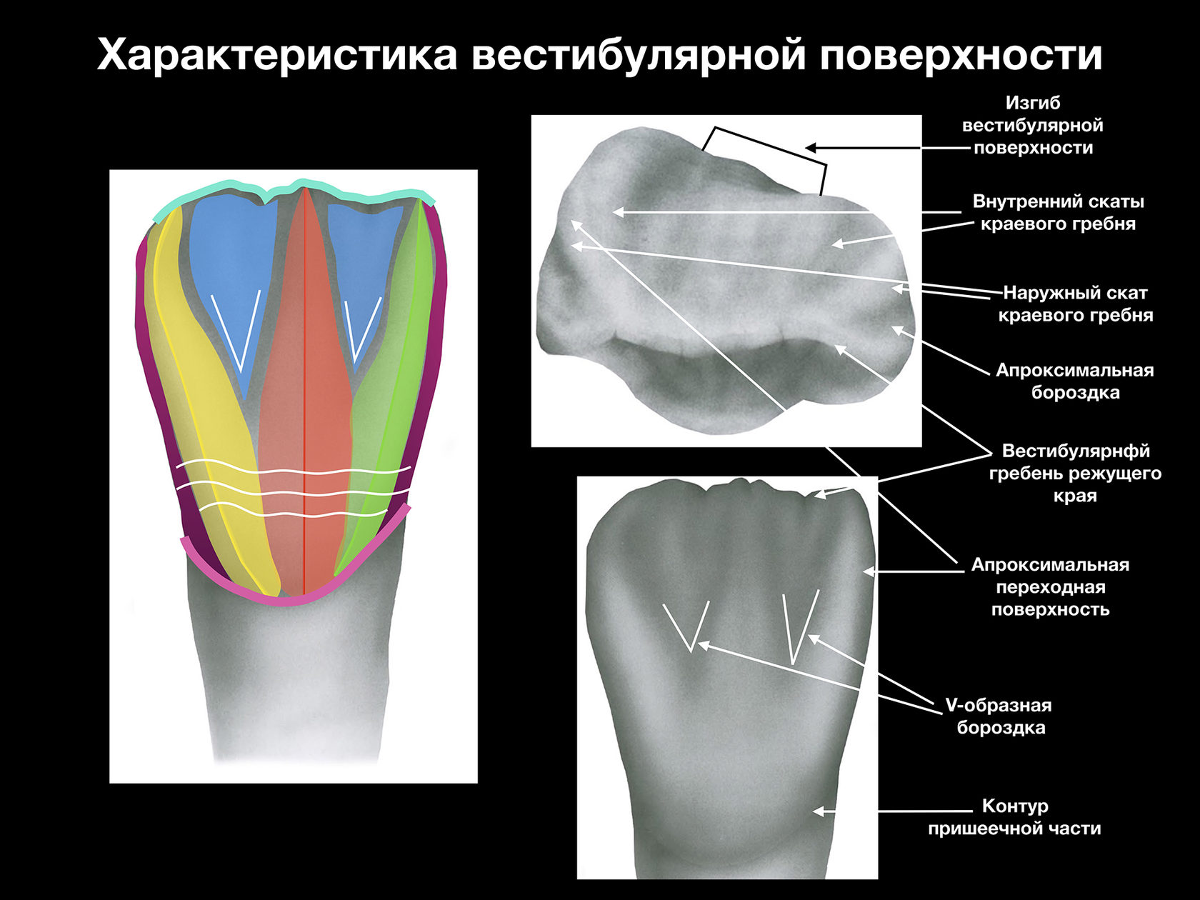 Список литературы по анатомии человека — Списки литературы